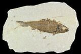 Bargain, Fossil Fish (Knightia) - Wyoming #108311-1